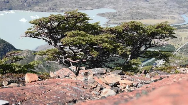 wind blows in nothofagus trees at Torres del Paine national park, Chile