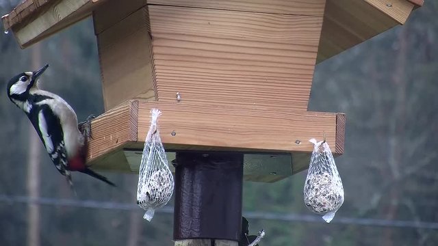 Der Buntspecht holt bei leichtem Regen einige Happen vom Vogelhaus (Gro&szlig;aufnahme)