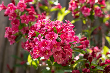 Blühende Weigelie (Weigela) im Garten