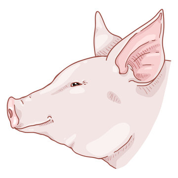 Vector Cartoon Pig Face