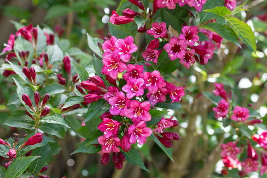 Bl&uuml;hende Weigelie (Weigela) im Garten