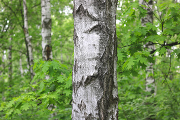 Beautiful birch trees with white birch bark in birch grove with green birch leaves in summer
