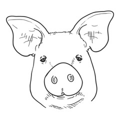 Vector Sketch Pig Face