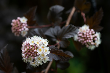 Bl&uuml;hender Teufelsstrauch (Physocarpus opulifolius) im Garten