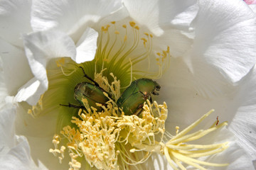 Aurata cetonia on cactus flower #4 - 352902865