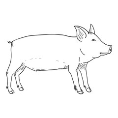 Vector Sketch Piglet Illustration