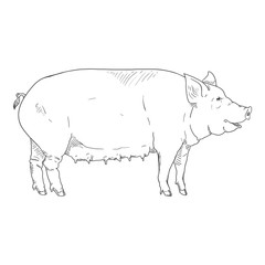 Vector Hand Drawn Sketch Sow Illustration