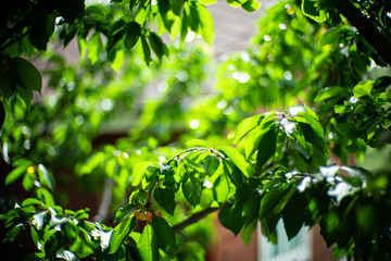 tree green flower light day