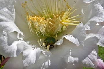 Aurata cetonia on cactus flower #2 - 352903409