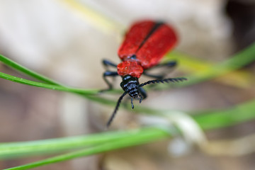 Feuerkäfer - Pyrochroa coccinea