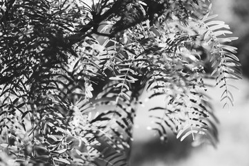Mesquite tree leaves close up in black and white.