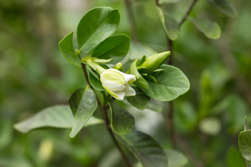 Gardenia jasminoides flower