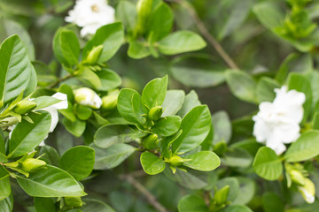 Fototapeta na wymiar Gardenia jasminoides flower