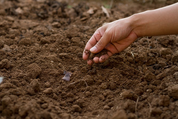 Dirty hand of expert gardener checking soil before sow a seed or growth seedling of vegetable at home garden.