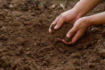 Expert hand of gardener checking soil health, preapre for sowing a seed or growth a seedling of vegetable and flower at home garden.
