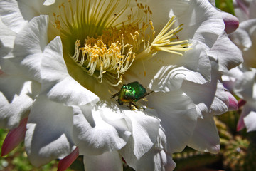 Aurata cetonia on cactus flower - 352904050