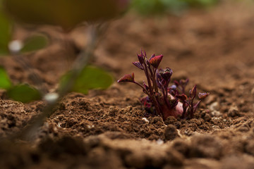 Sweet potato sprout growing from the healthy soil at plant nursery in the greenhouse.