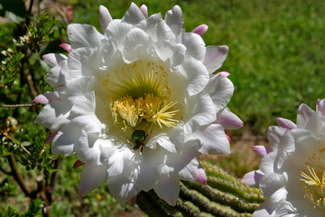 Echipnopsis flower with an aurata cetonia - 352904076