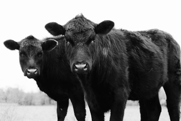 Close up Black Angus cow pair on farm in black and white, young cattle looking at camera close up.