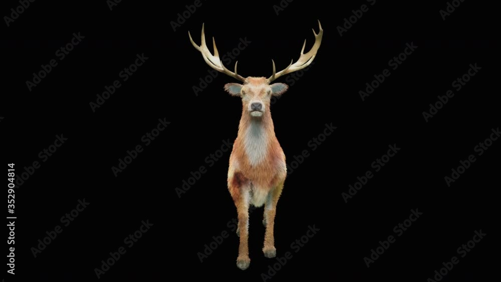 Poster deer run cg fur 3d rendering animal realistic cgi vfx animation loop composition 3d mapping cartoon,