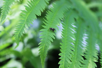 Small spider on green fern