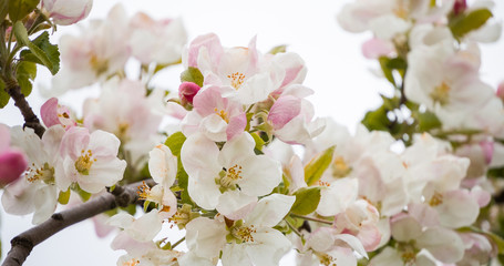 Fototapeta na wymiar Blooming branch of apple tree in spring with beautiful flowers