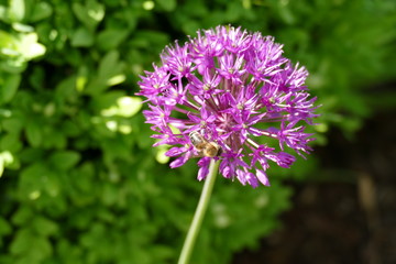 Fototapeta premium Bienen im Zierlauch Allium