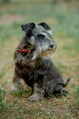 Happy, cute, funny Black dog, pet walking in a summer park. Beautiful portrait of miniature schnauzer in the green grass. Selective and shallow focus.