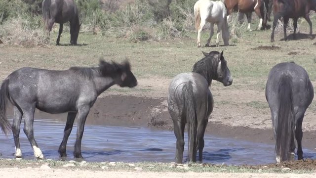 Wild Horses at a Waterhole in the Utha Desert in Spring