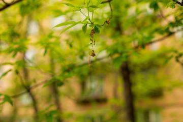 Blurred nature background. Tree branches on the background of the house. Copy space.
