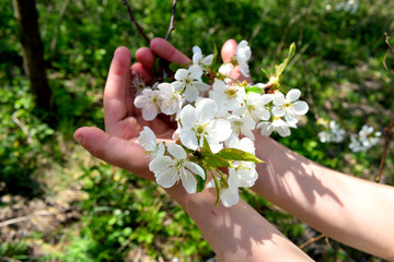 Fototapeta na wymiar the child’s hands are holding a blossoming cherry branch