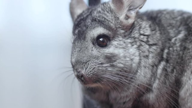 face of scared gray chinchilla blinks, lovely pets concept, fluffy rodent, animal behavior