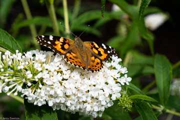 Painted lady on white butterfly bush