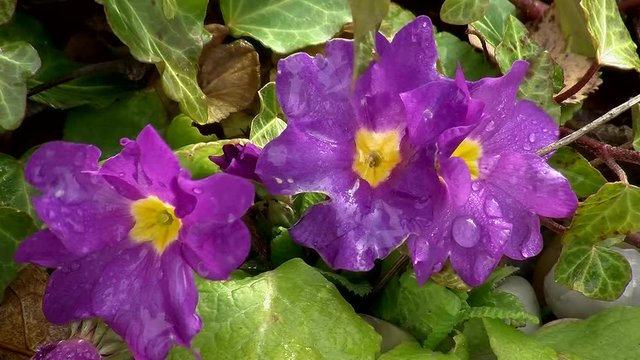 Lila Primeln mit Wassertropfen zittern im Wind (Nahaufnahme)