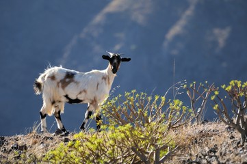 Wildziege in den Bergen