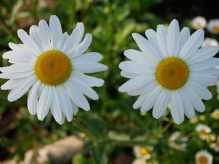 Fototapeta premium Two white roadside flowers 