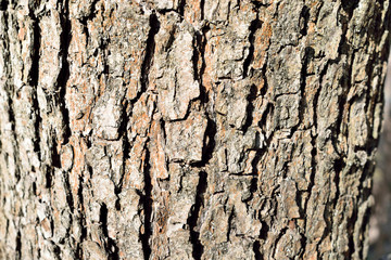 trunk of an old tree close-up