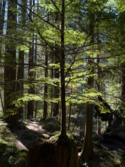 Obraz premium Trees in a forest, Lynn Canyon Park, North Vancouver, Vancouver, Lower Mainland, British Columbia, Canada