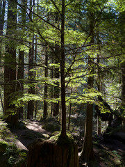 Trees in a forest, Lynn Canyon Park, North Vancouver, Vancouver, Lower Mainland, British Columbia, Canada