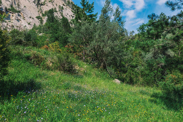 Obraz premium A picturesque landscape view of a meadow in the French Alps mountains on a sunny day in summer (Puget-Theniers, Alpes-Maritimes, France)