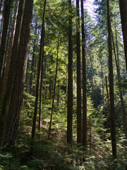 Fototapeta premium Trees in a forest, Lynn Canyon Park, North Vancouver, Vancouver, Lower Mainland, British Columbia, Canada