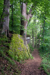 Obraz premium view of mossy forest with rocks in the mountain