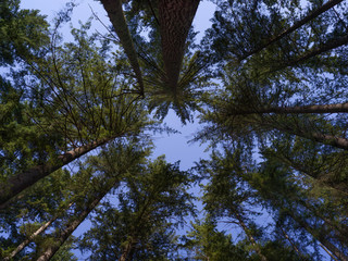Low angle view of trees, Baden-Powell Trail, Deep Cove, North Vancouver, Vancouver, Lower Mainland, British Columbia, Canada