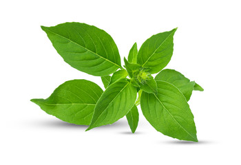 Obraz premium Green fresh lemon basil leaves isolated on white background with clipping path, Fresh thai garden herbs, Hoary basil, Hairy basil (Ocimum africanum)
