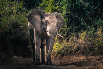 African elephant in Pafuri, Kruger National Park (D.O.)