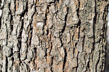 trunk of an old tree close-up