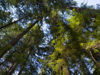 Trees in a forest, Lynn Canyon Park, North Vancouver, Vancouver, Lower Mainland, British Columbia, Canada