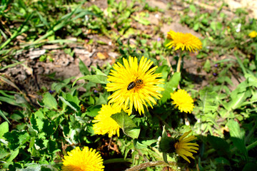 yellow dandelion flower, with a bee