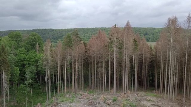 Baumf&auml;llung im Fichtenwald wegen Borkenk&auml;fer