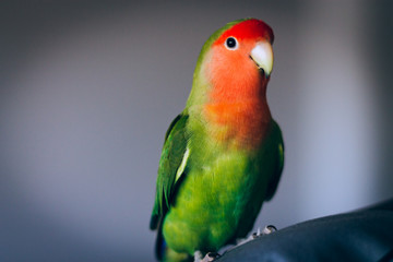 Fototapeta na wymiar Exotic bird of colors